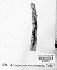 Acrospermum compressum image